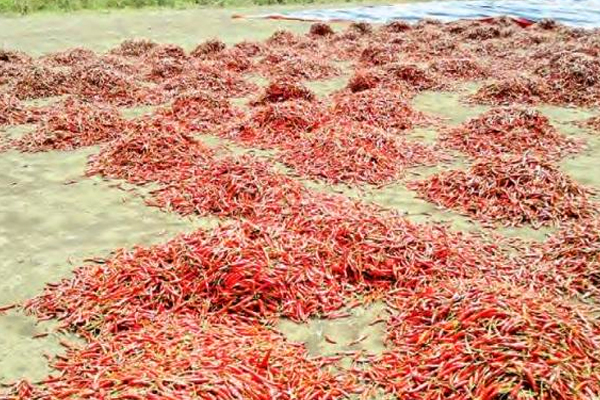 Crops Damaged in Nizamabad District