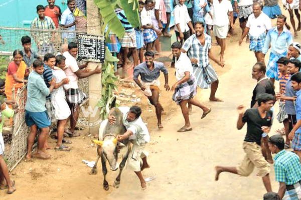 Jallikattu Protest Pics