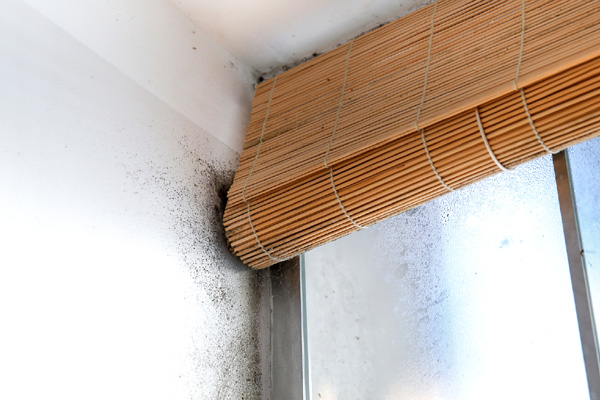 Clean Up Winter Mould