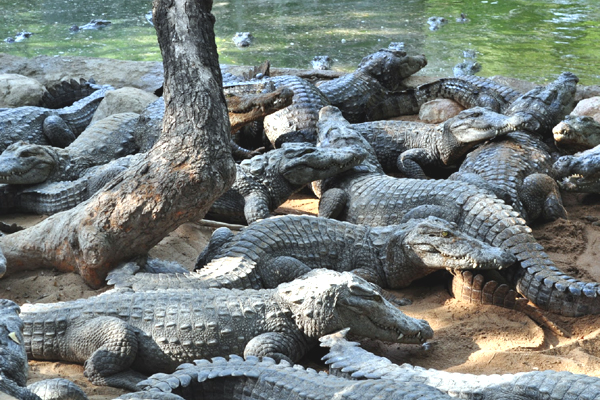 Crocodile Ban