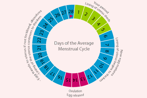 Normal Menstrual Cycle