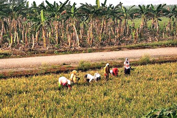 Penumaka Farmers