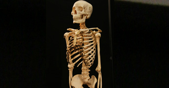 skeleton