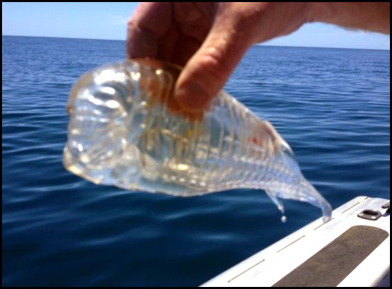 NZ-Fisherman-catches-see-through-water-creature-03