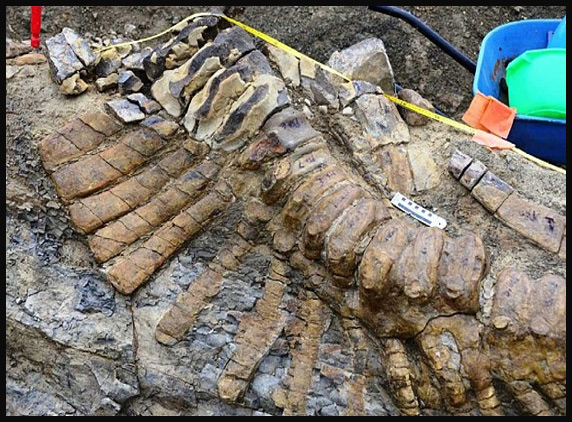 dinosaur-tail4
