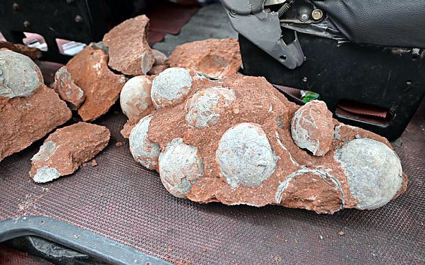 Dinosaur eggs