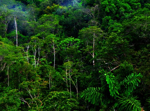 Rain-Forest-3