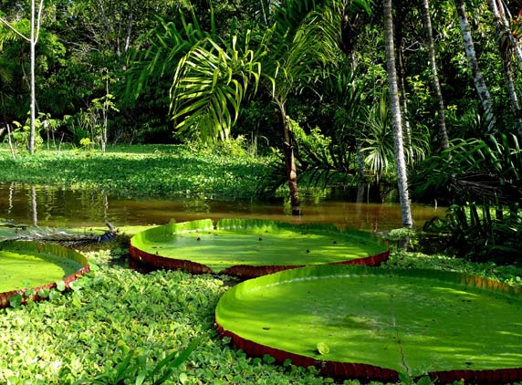 Rain-Forest-4