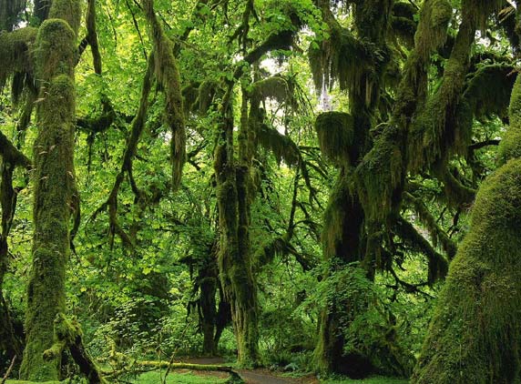 Rain-Forest-6