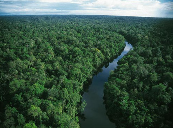 Rain-Forest-8