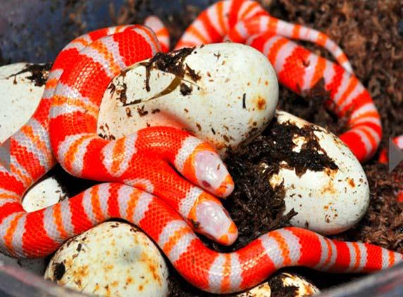 multiple head snake2