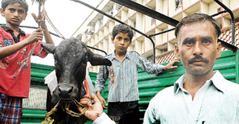 Calf is in court to unite with mother Cow
