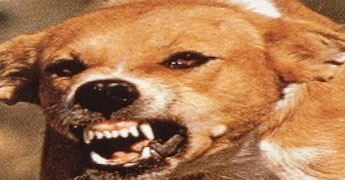 Girl dies of rabies