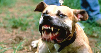 Stray dogs attack people, 50 hospitalized Stray dogs attack people, 50 hospitalized
