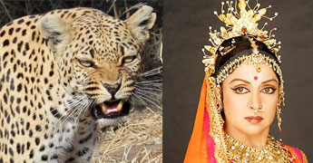 Leopard enters Hemamalini s house Leopard enters Hemamalini s house