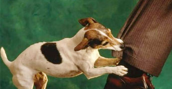 Stray dogs continue to attack people Stray dogs continue to attack people