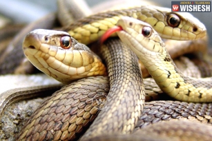 186 snakes found in a house in UP
