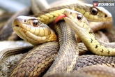 UP news, UP news, 186 snakes found in a house in up, Snakes