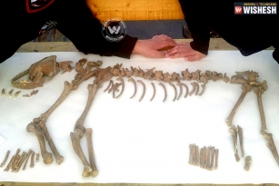 20000 year old remains of Wolf found