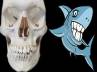 dentures, teeth, shark teeth no stronger than human, Predator