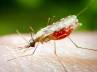 Malaria, Malaria, malaria could turn fatal, Malaria