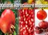 pomegranate, horticulture sector, government provides assistance to pomegranate farmers, National horticulture mission