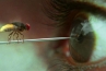 eega movie online, naan ee review, happy sunday movies brought to you wishesh, Full movie