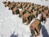 Pyeongchang., South Korean Troops, south korean troops shred to train in snow and ice, National army