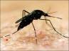 NGO, NGO, an ngo survey reveals that dengue is more active than estimated, Praja foundation