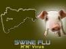 World Health organiation, swine flu, two more cases of h1n1 in pune, Swine flu