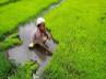 Kharif, weather pattern, september rains to help rice crops, Weather pattern