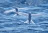 underwater creature survival, Stewart Udall, slideshow flying fish an unique species, Underwater