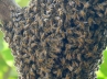 Honey bees, Tirumalagiri Government School, 30 injured as honey bees attack students, Honey bees