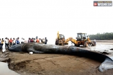 Mumbai, Blue Whale, 42 feet giant blue whale beached near mumbai coast, Coas