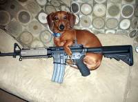 dog shoots owner, shooting dog, dog shoots owner in excitement, Excitement