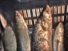 Bengali, Hilsa, hilsa prices skyrocket to prohibitive rates, Bengali