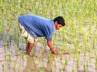paddy production, Rashtriya Krishi Vikas Yojana (RKVY), bihar beats china s paddy production record, Paddy production