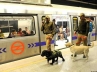 Earthquake in Delhi, Delhi Metro, mock drill rocks delhi metro, Central industrial security force