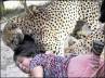 Playing dead, Port Elizabeth, british woman survives cheetah attack by acting dead, British woman