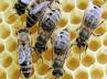 Colony collapse Disorder, Imidacloprid, common pesticide behind beehive collapse, Imidacloprid