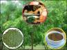 Ayurvdic medicines, neem bark acts, importance of neem in our tradition, Very young age of us