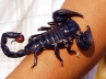 Scorpion sting, Bucket of Scorpions, china complex awakened by scorpions another modus for forced eviction, Bucket