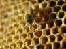 Honey bees, How to eat Honey, health benefits of honey, Honey bees