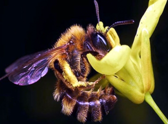 Parasitic Fly Could Be Responsible For Disappearing Honeybees