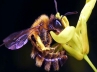 GMO crops, Butter fly, parasitic fly could be responsible for disappearing honeybees, Crops