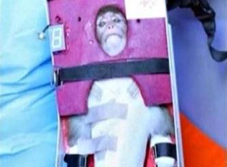 Iran has sent a monkey into space...