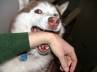 dog bite, FIR, man files fir on dog owner, Dog owner