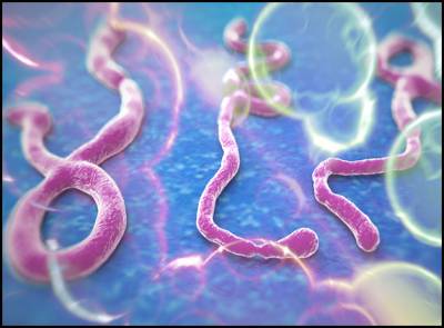 Ebola hits India ?