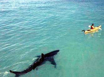 Great white shark kills a man!