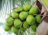 Coconut water, Benefits of Coconut water, coconut water for good health, Coconut palm
